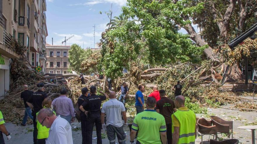 Cae parte del ficus de Santo Domingo en Murcia