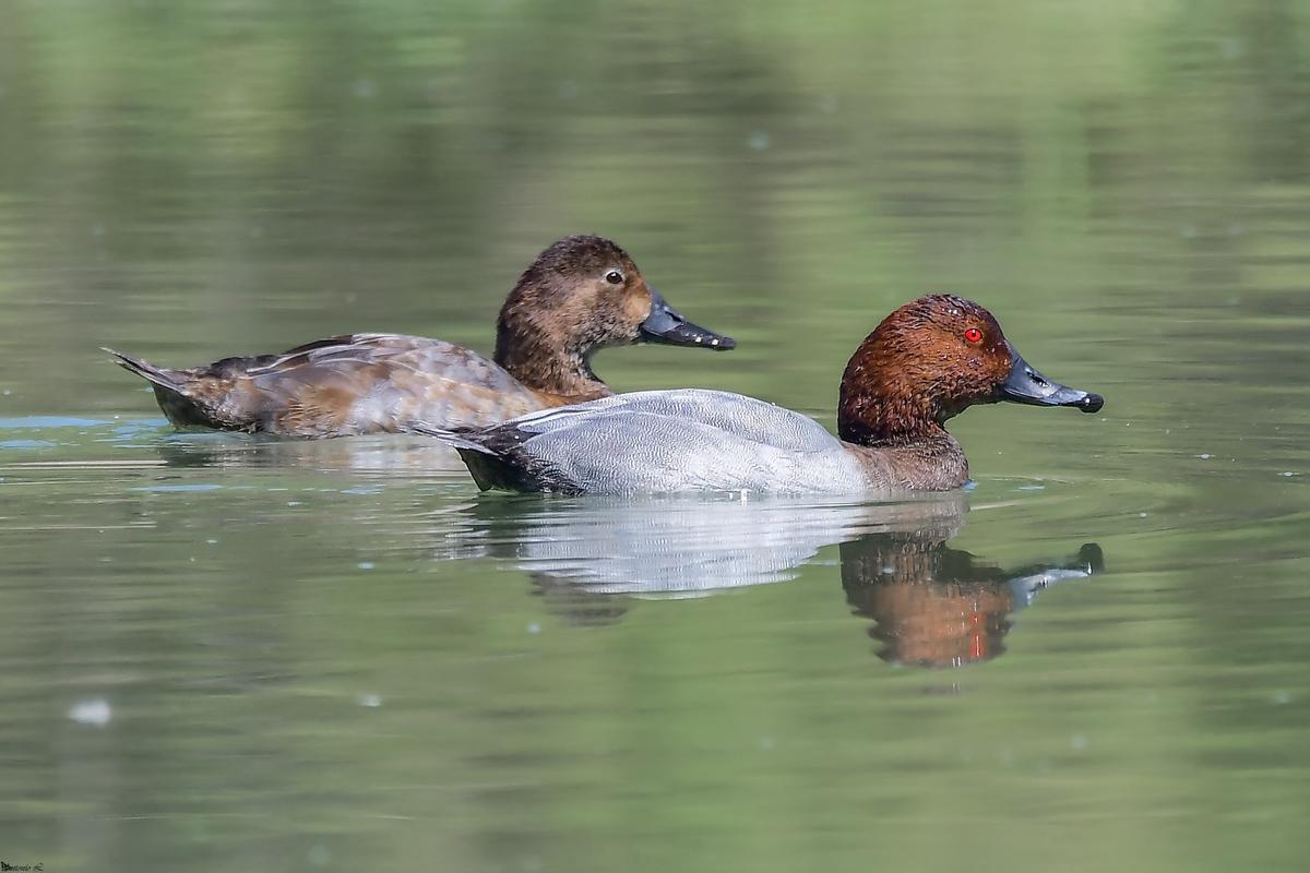 Una pareja de porrón europeo (Aythya ferina). Todas las imágenes de esta fotogalería han sido tomadas en humedales cordobeses durante los últimos días.