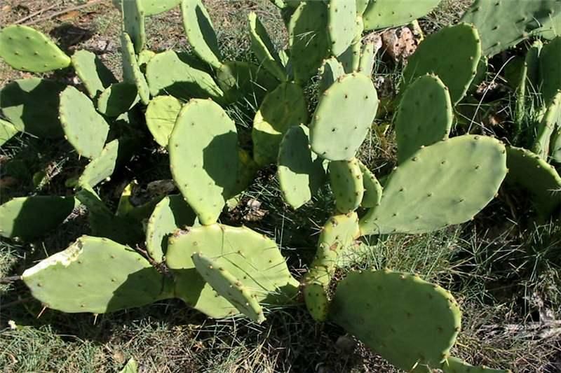 Opuntia stricta - Figuera de moroOriginària d’Amèrica del Nord: Mèxic, Estats Units i Cuba. Considerada com una de les espècies exòtiques més perjudicials per la flora autòctona del lloc. Planta amb espines i flors de diferents colors.