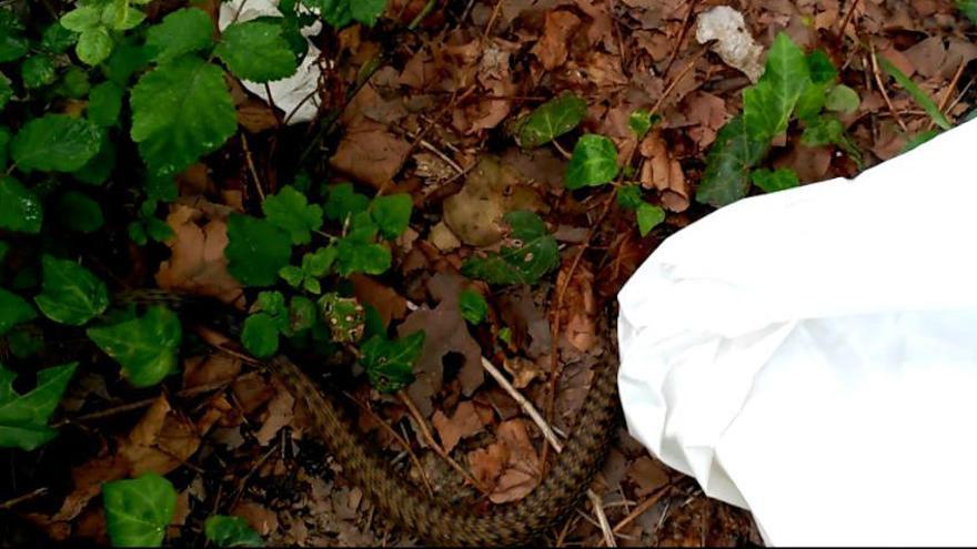 La serpiente de &quot;escalera&quot; aparecida ayer en Vigo // FdV