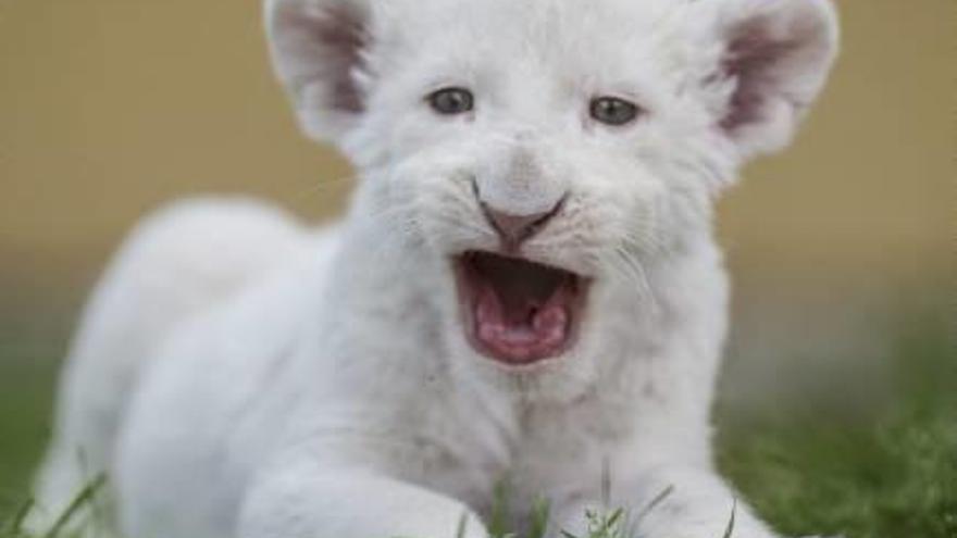 Un león albino de cuatro semanas.