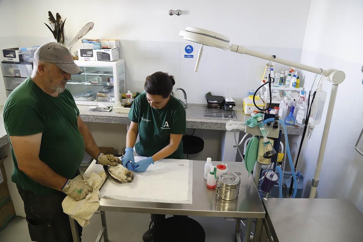 El Centro de recuperación de especies amenazadas de Córdoba, en imágenes