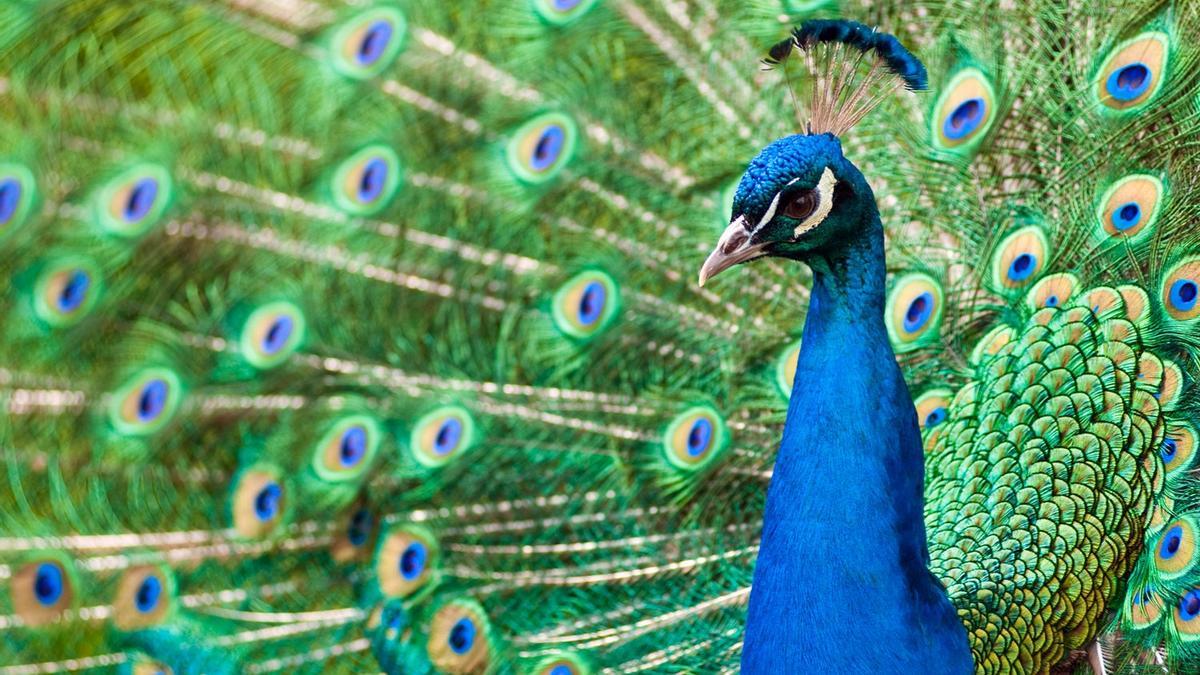 Pavo real