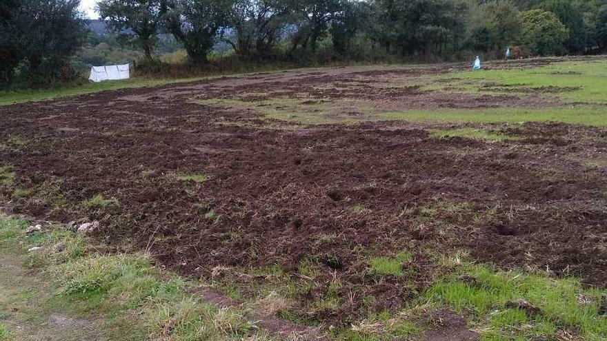 Imagen de los daños causados por el jabalí en una finca de Olives.