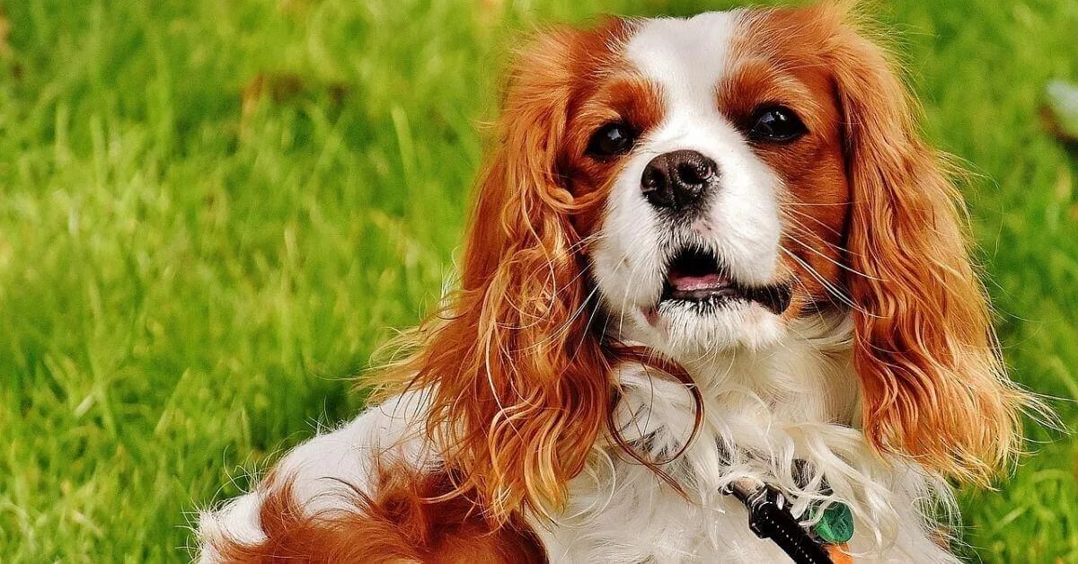 King Charles Spaniel