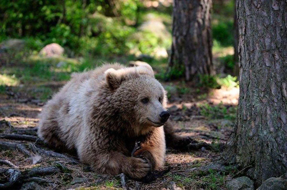 Un oso pardo descansa en los bosques suecos.