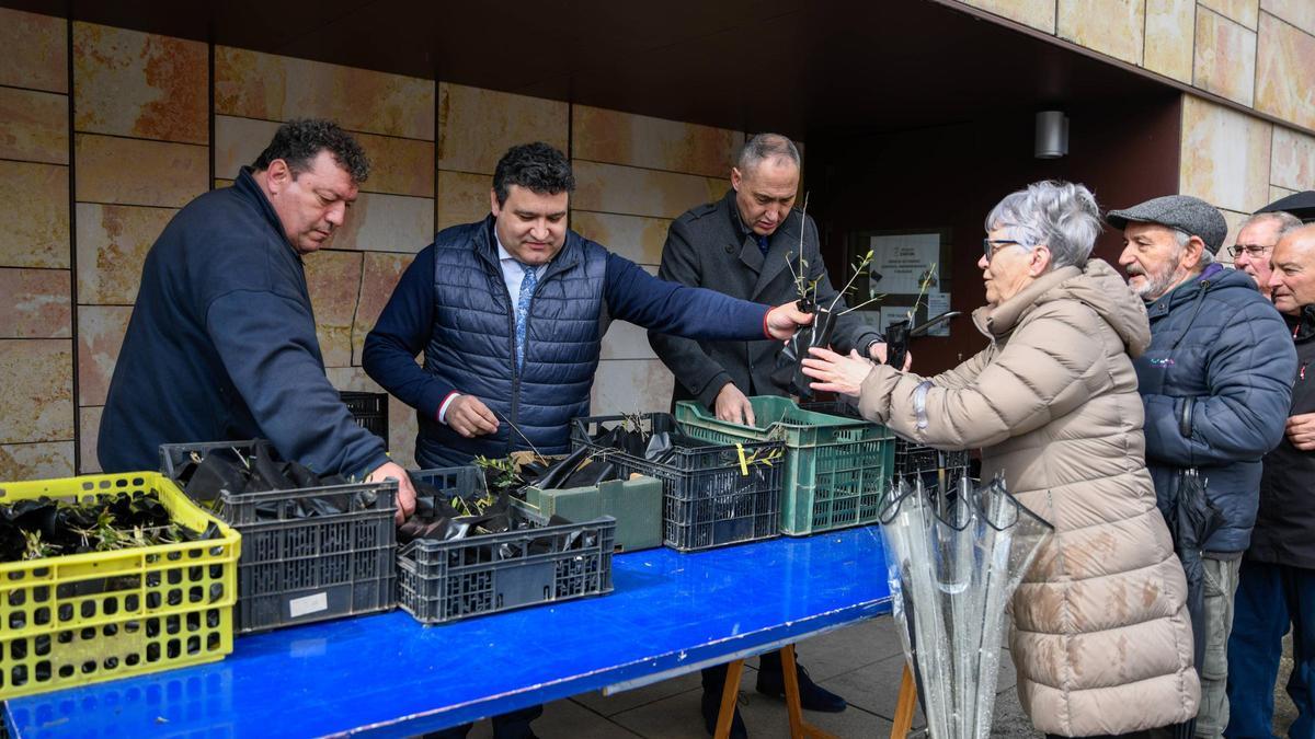 VÍDEO | La Diputación de Zamora reparte miles de olivos entre los ciudadanos