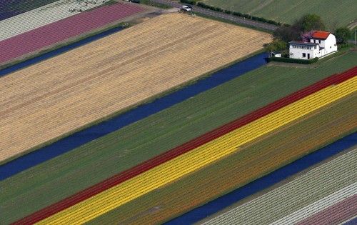 Aerial view of flowers fields near the Keukenhof park in Lisse