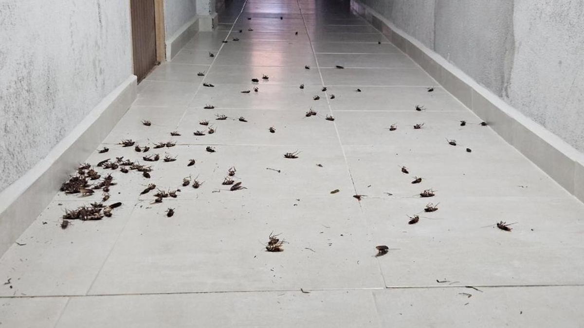La batalla contra las cucarachas y ratas en Plasencia: el ayuntamiento pide la colaboración ciudadana para atajarlas.