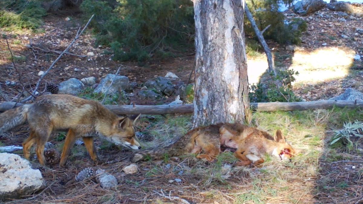 La UMH de Elche colabora en un estudio que revela el impacto desigual de la carroña en el suelo de los ecosistemas mediterráneos