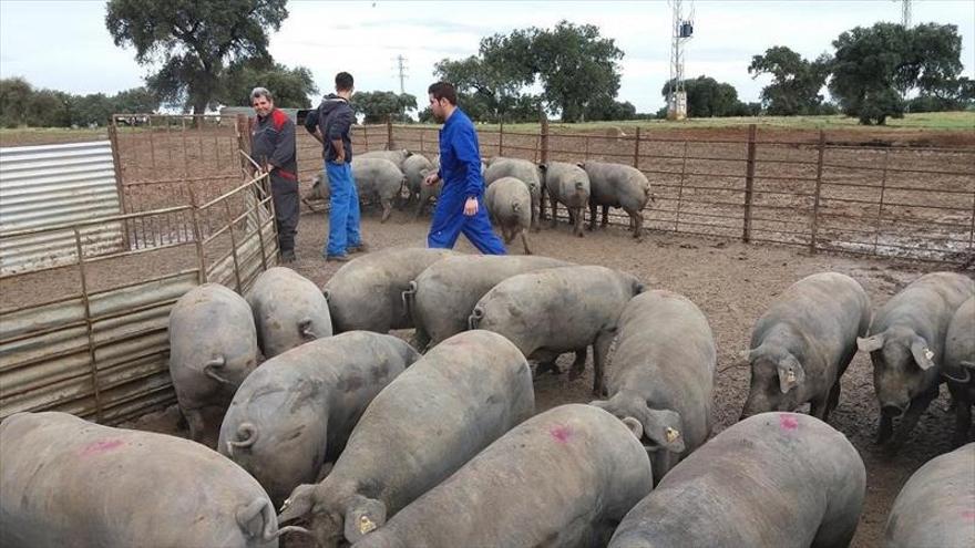 Los veterinarios deberán registrar ya la prescripción de antibióticos