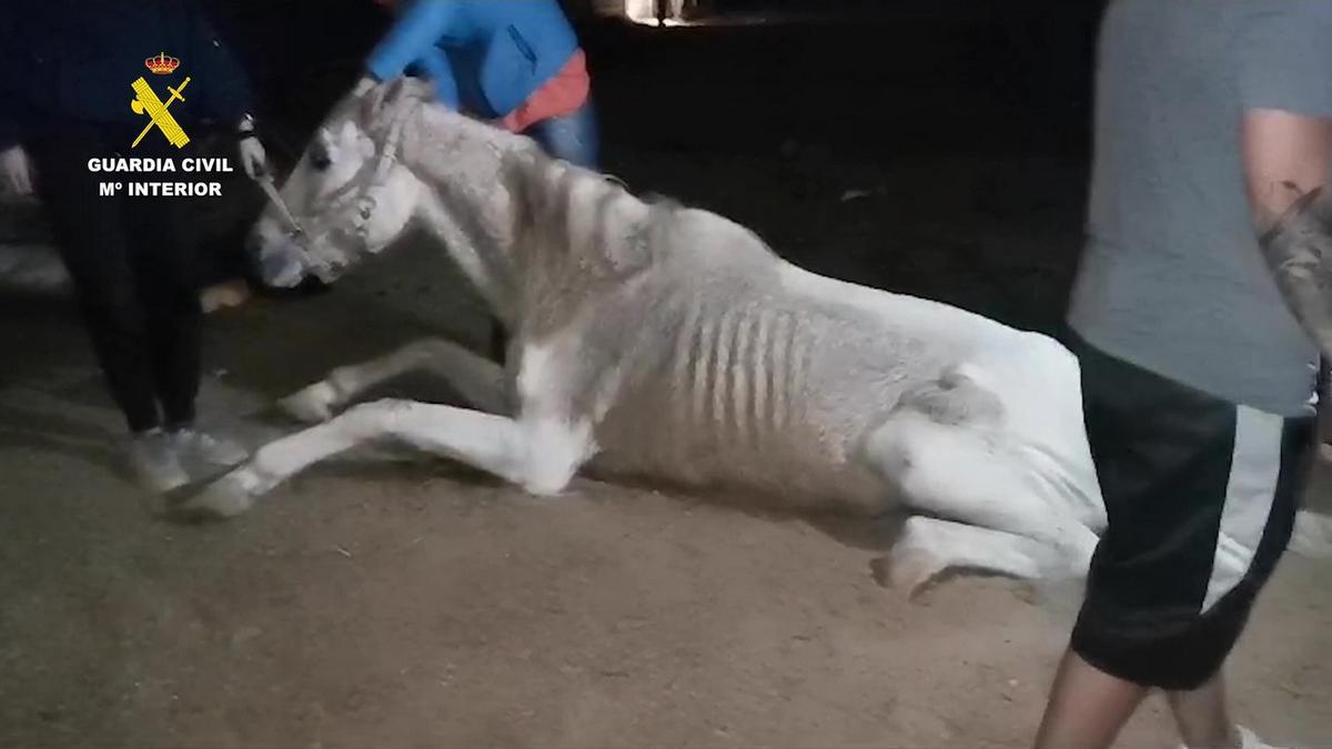 Maltrato animal: detenido por tener un perro y dos caballos en mal estado en Gran Canaria