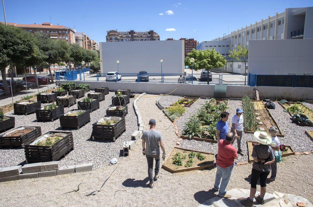 Hort interdisciplinari a l'IES Maltide Salvador de Castelló