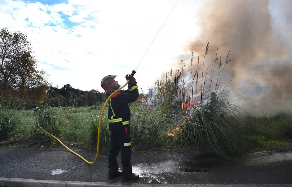 El Concello prueba cómo eliminar con fuego esta especie invasora.