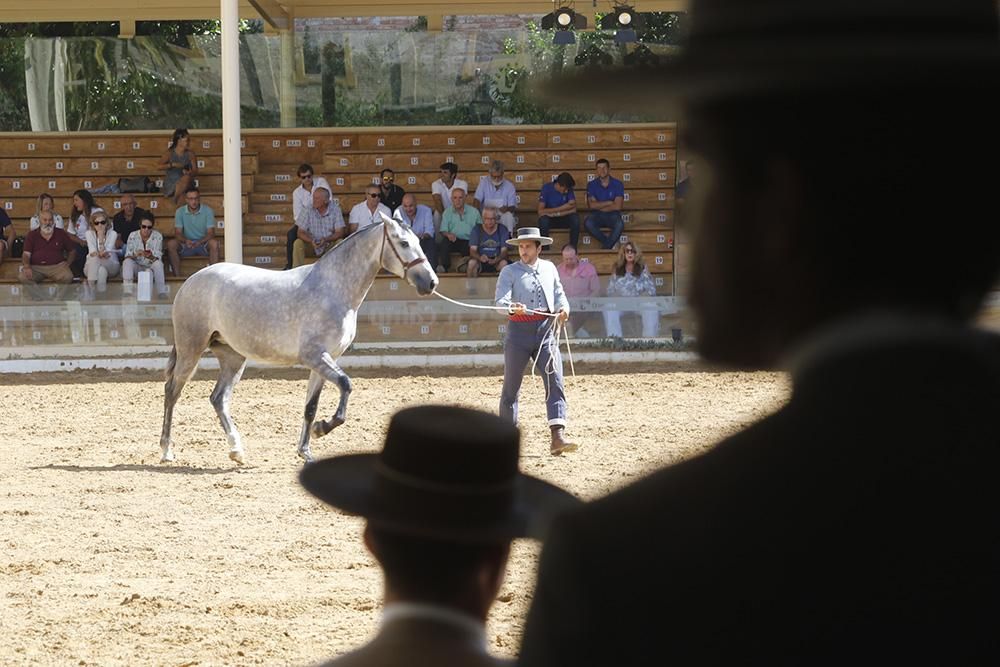 Fotogalería /  Primera jornada de Cabalcor.