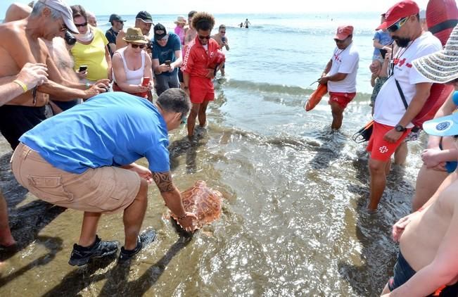 GARZA ÁNADE TORTUGA SUELTA CHARCA MASPALOMAS