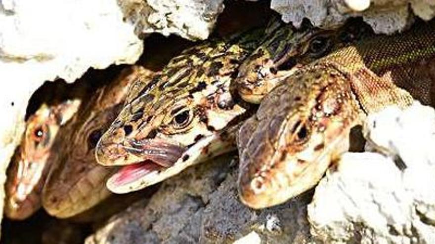 Una lagartija se relame en ses Salines.