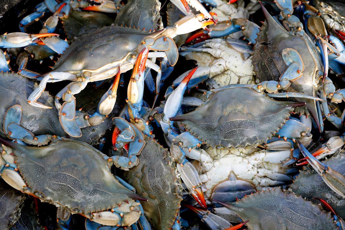 El cangrejo azul también es un problema en España