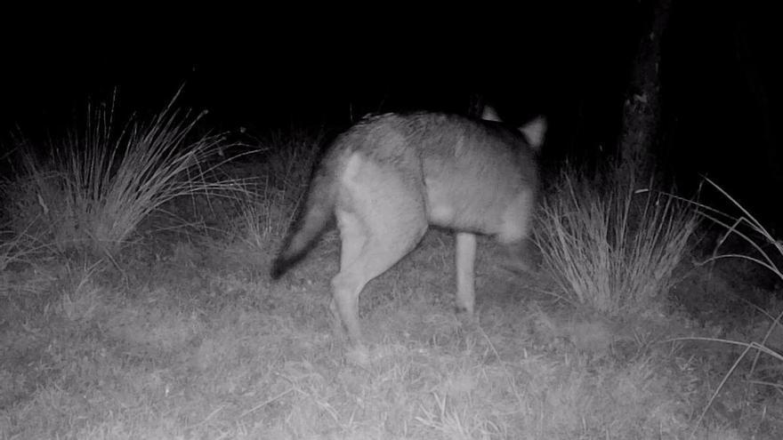 El lobo vuelve a atacar en Piloña: una cámara capta a un ejemplar que mató a varias ovejas