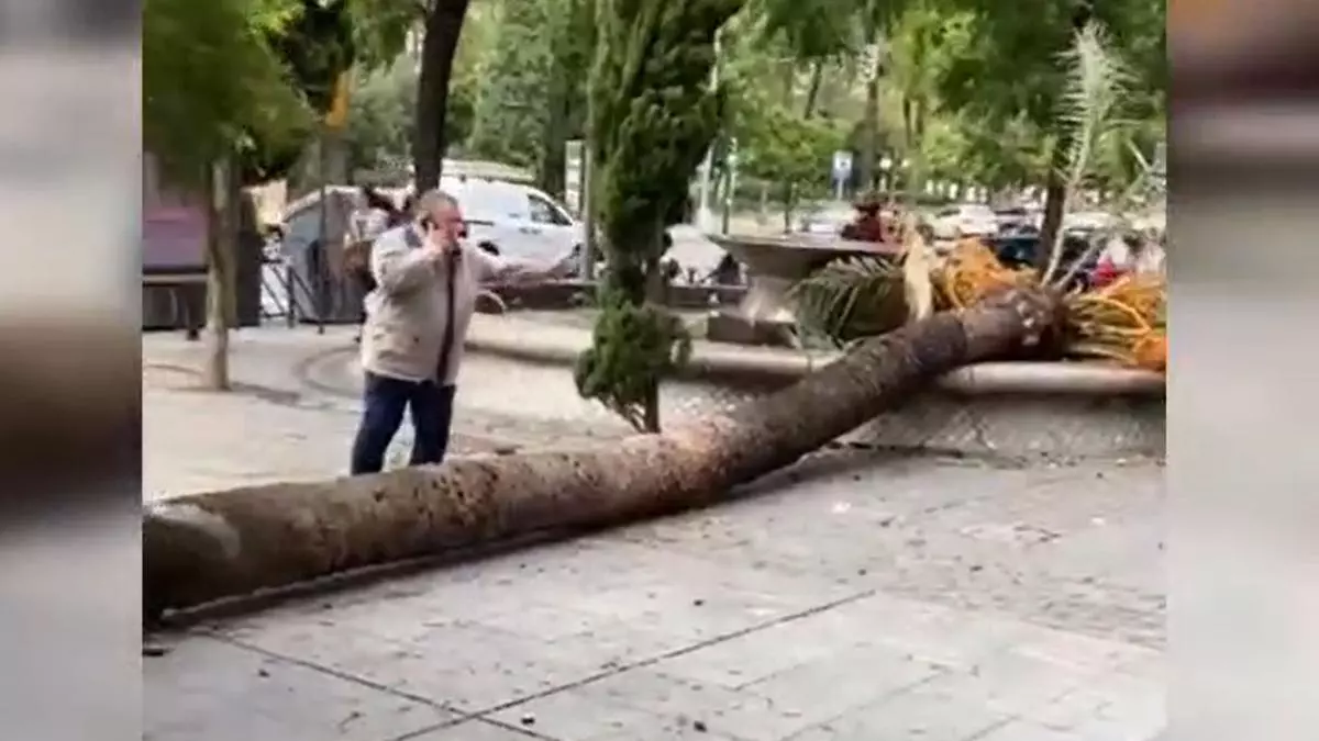 La caída de una palmera en el centro de Córdoba, uno de los grandes sustos que deja el temporal
