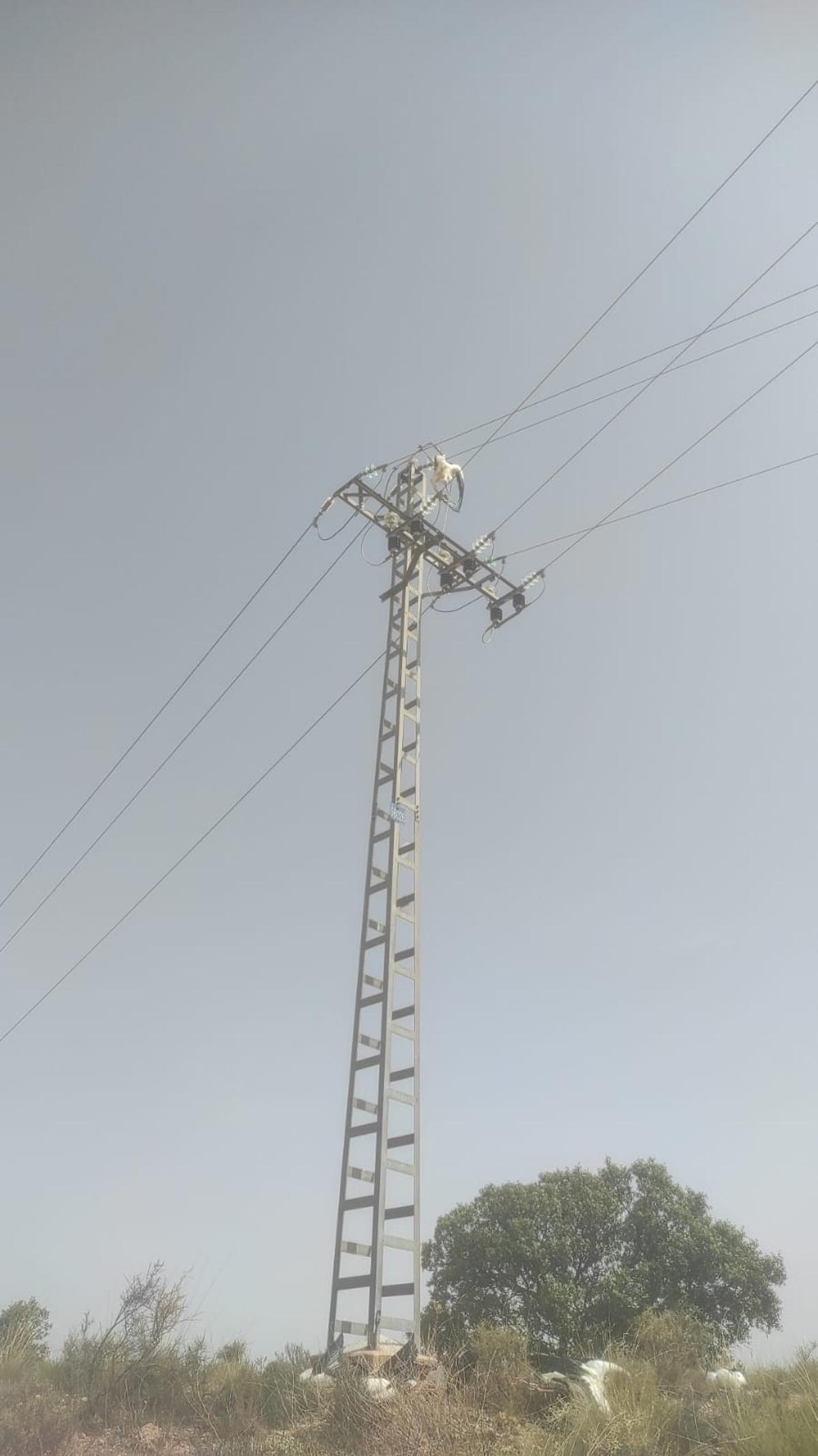 Red eléctrica donde Una decena de cigüeñas mueren electrocutadas
