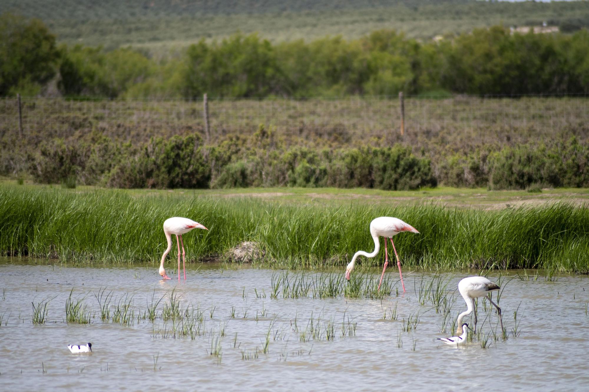 Flamencos en la Laguna de Fuente de Piedra, en abril de 2024.