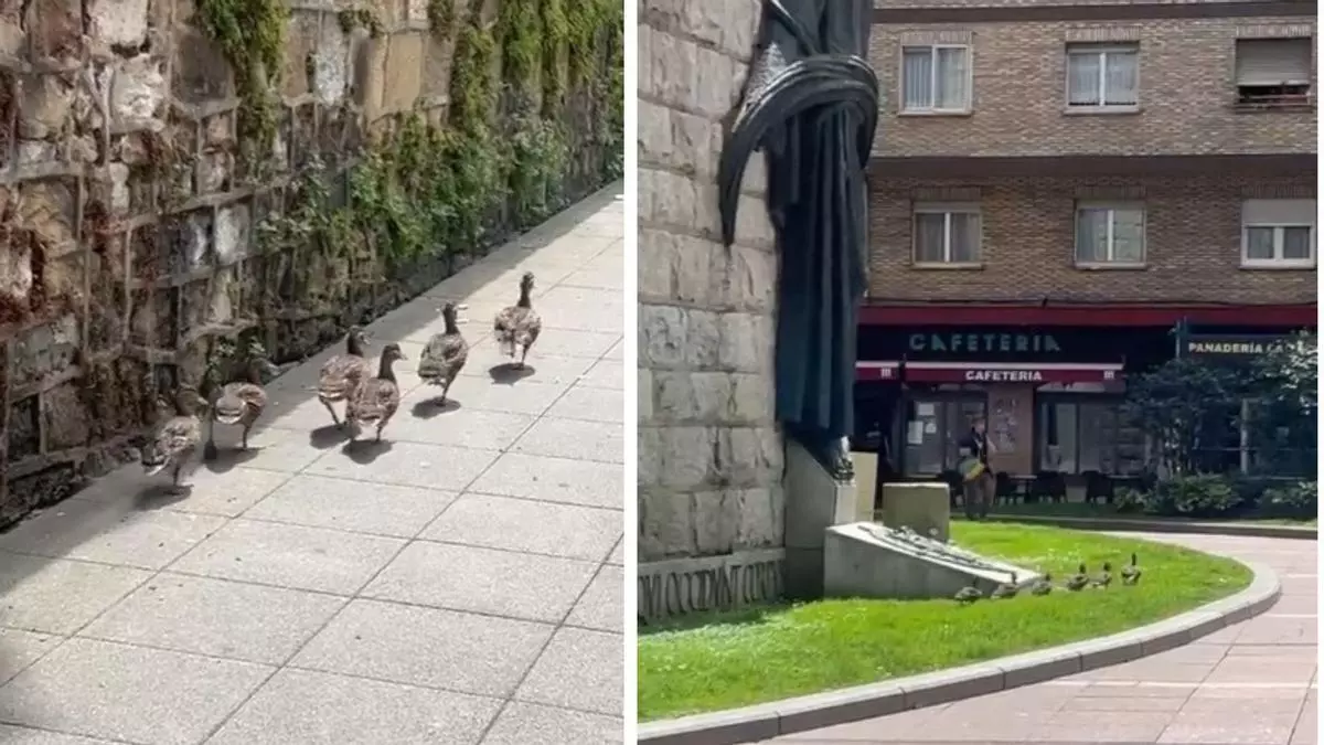 Los patitos del Campo San Francisco se van de vacaciones: sorpresa en Oviedo al escaparse un grupo de seis ánades del parque y llegar hasta la plaza del Fresno