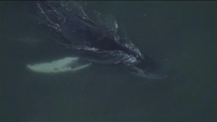 Una ballena se queda atrapada durante horas en un puerto de California