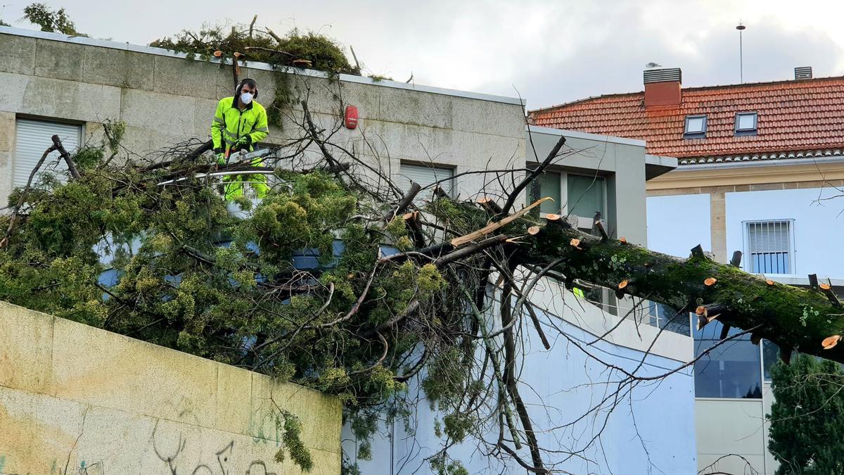 Operarios municipales trabajan para retirar el árbol caído en Teis. // Marta G. Brea