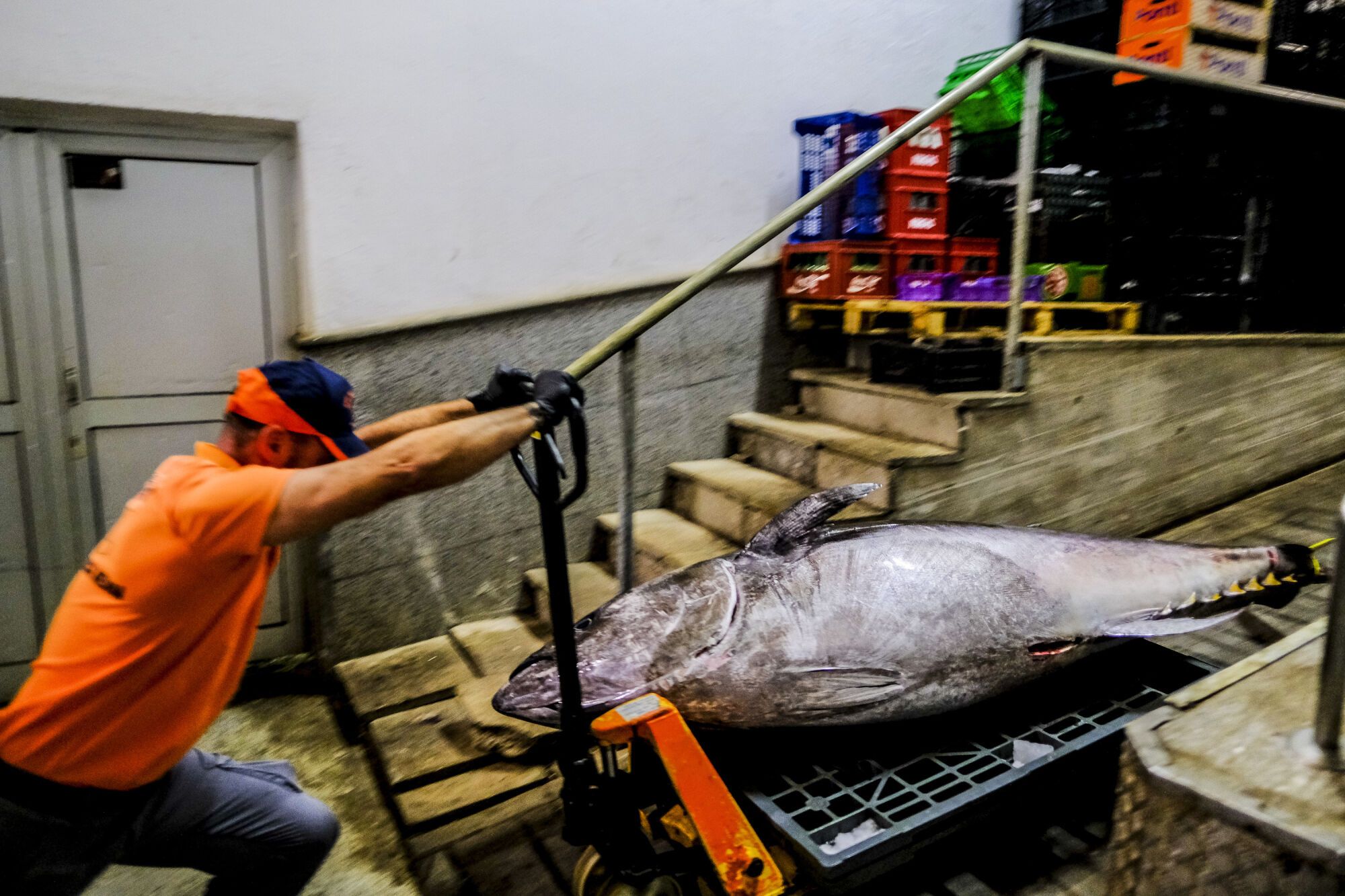 Primer atún de la temporada