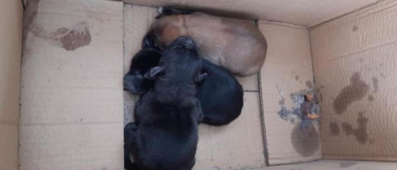 Un vecino y la Policía Local salvan la vida a tres cachorros abandonados en  un contenedor de basura en Elche - Información