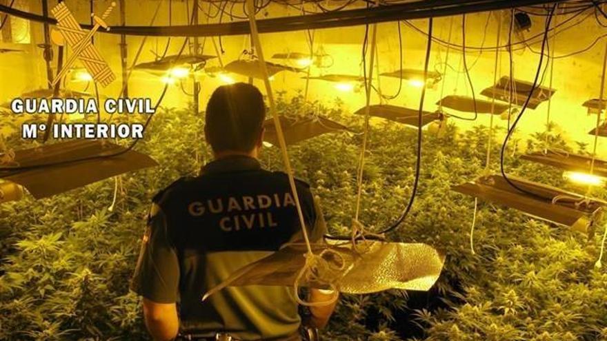 Cuatro detenidos e intervenidas más de mil plantas de marihuana en Vícar