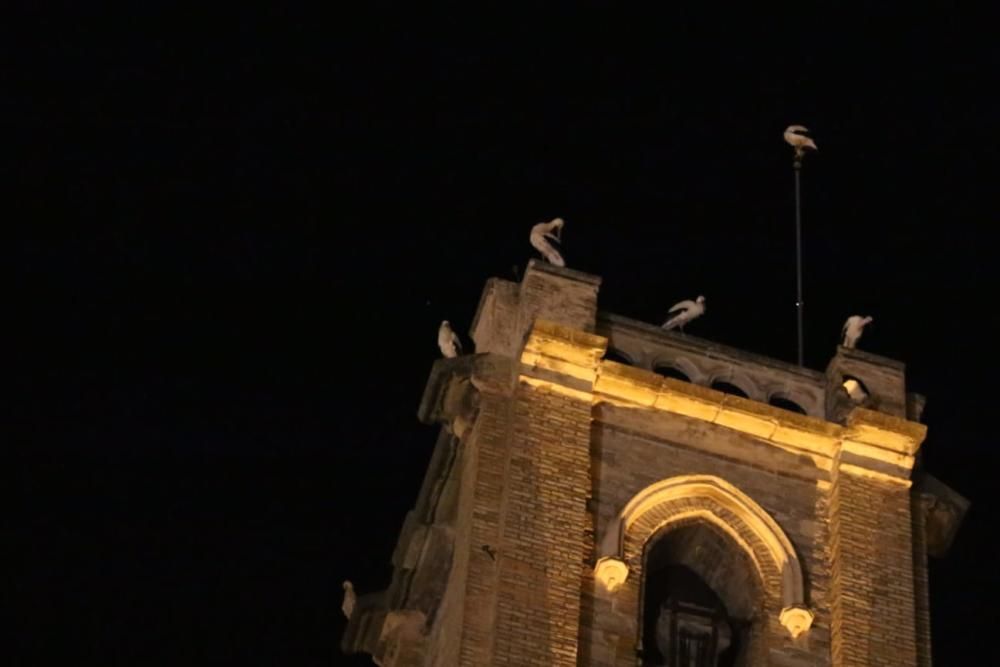 Un grup de cigonyes fa parada a Sallent