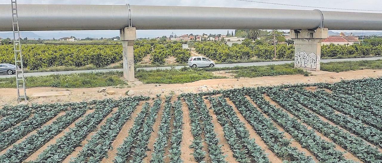 Cultivos en la Vega Baja de Alicante.