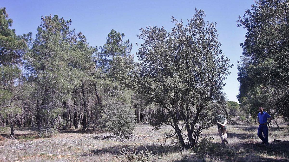 Monte Raso de Villalpando, el monte público cuyos ingresos servirán para mejorar el camino. | J. de la F.