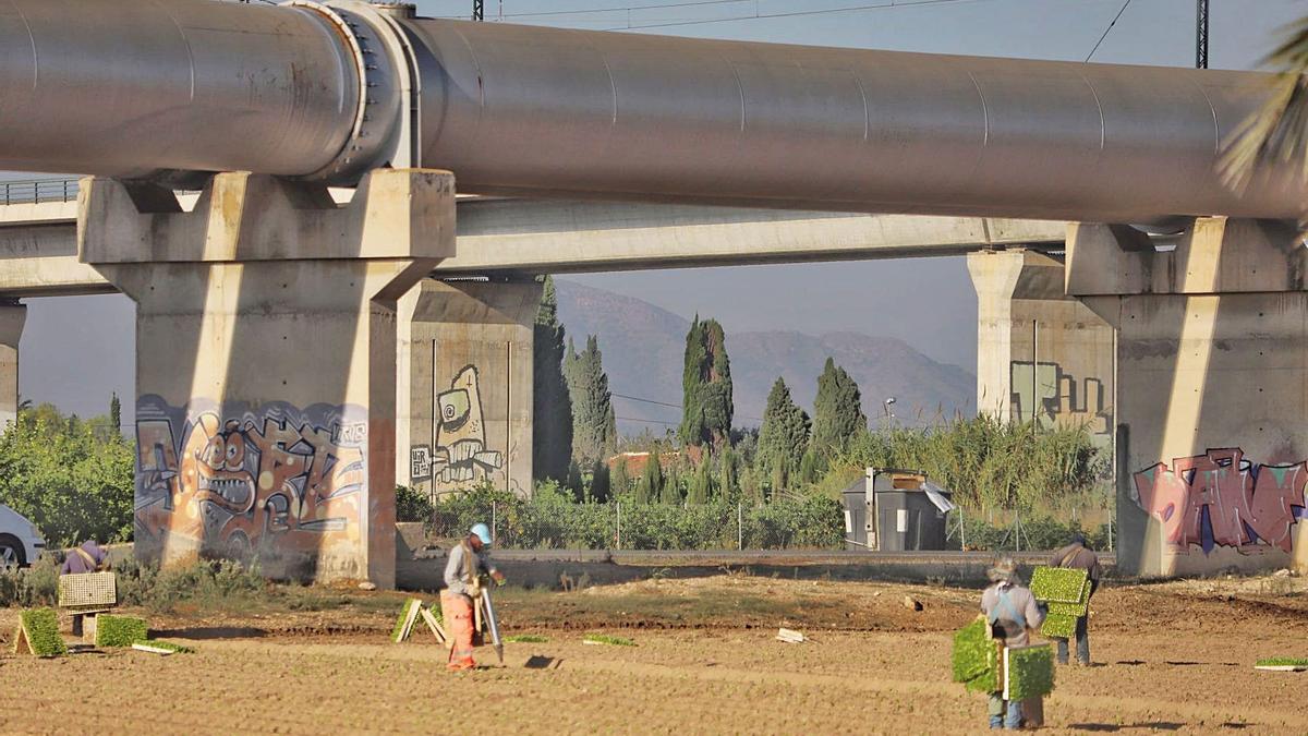 Jornaleros del campo trabajando ayer junto a las tuberías del trasvase Tajo-Segura en Orihuela. | TONY SEVILLA