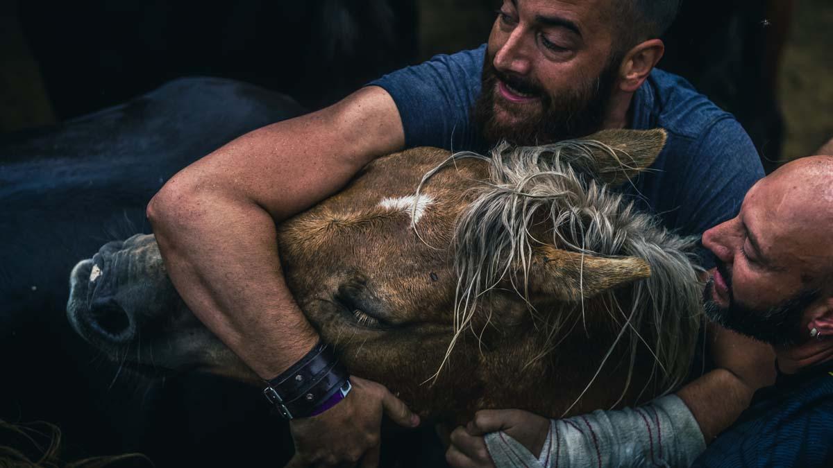 La Rapa das Bestas es el nombre de una fiesta cultural y turística que consiste en cortar las crines de los caballos que se realiza en los curros celebrados en varias localidades de Galicia, además del corte de las crines, los caballos son desparasitados y se les curan las heridas que puedan tener.