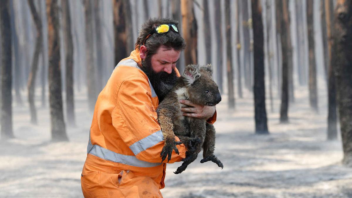 Rescate de un koala en un bosque incendiado en Australia, en enero de 2020.