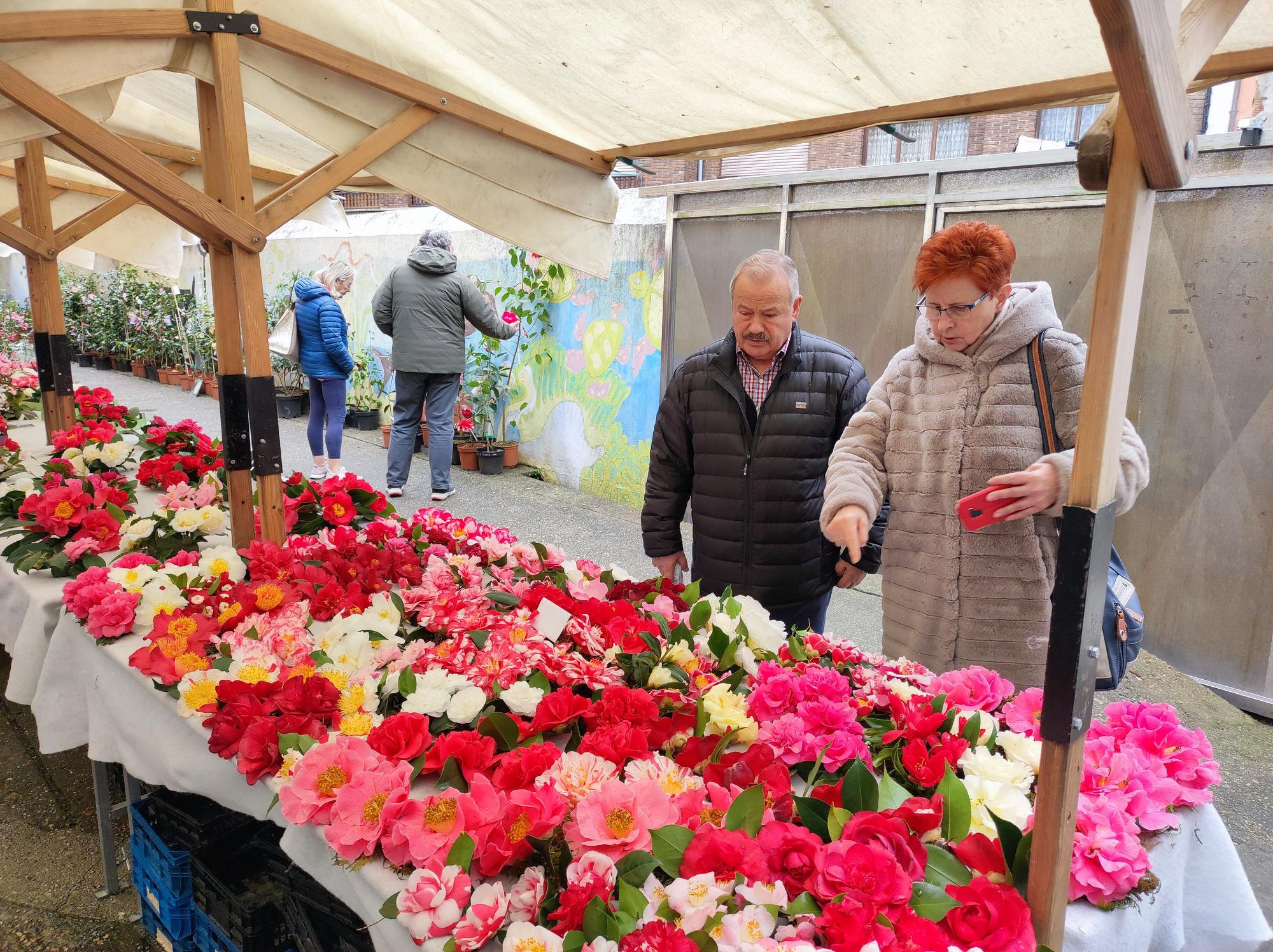 Las camelias llenan de color el colegio Padre Galo, de Luarca