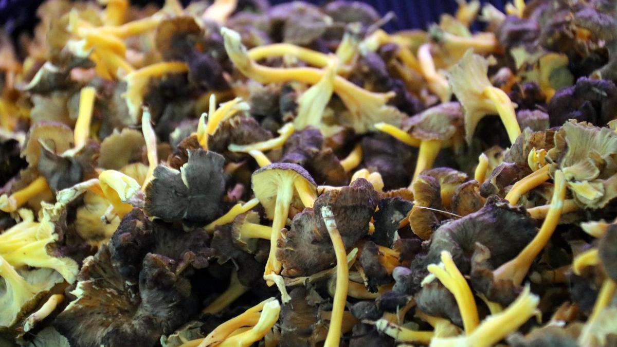 Los primeros 'camagrocs' del Mercat de Cal Rosal