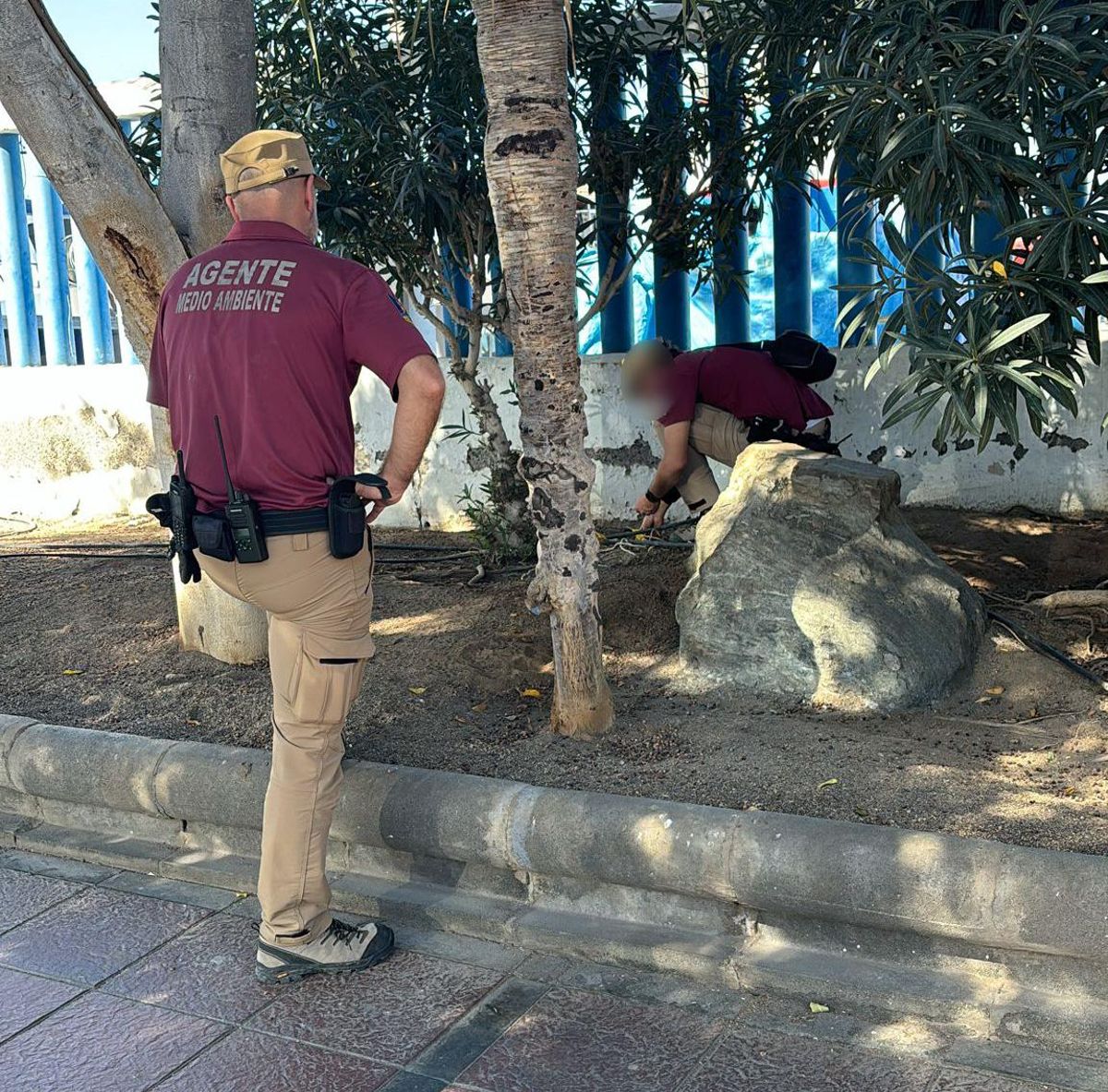 Agentes de Medio Ambiente en los parterres de la avenida Manuel Álamo Suárez.