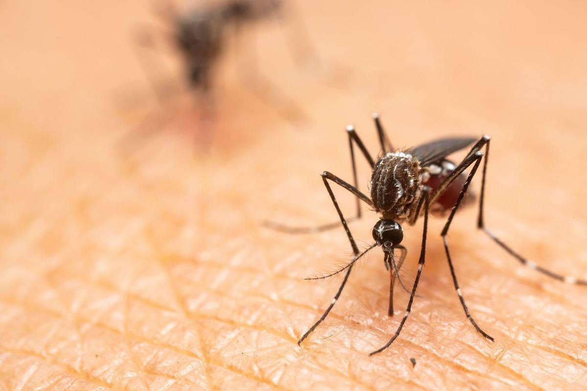 Un mosquito picando a una persona. Virus del Nilo