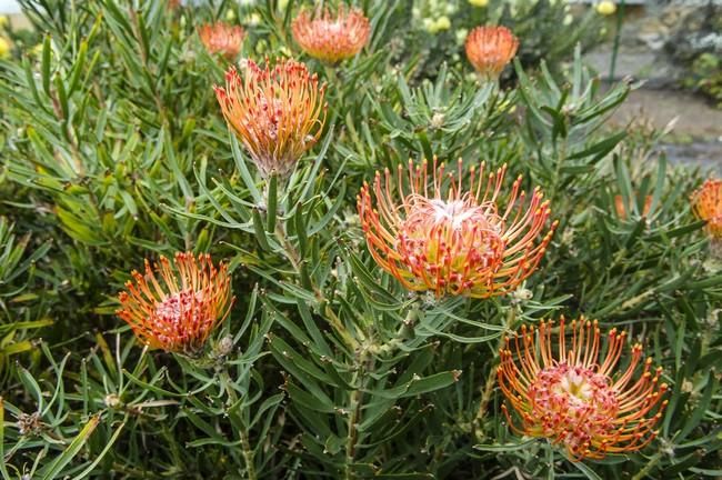 Visita a una plantacion de proteas een la Granja Agrícola del Cabildo. FOTOS: JC CASTRO