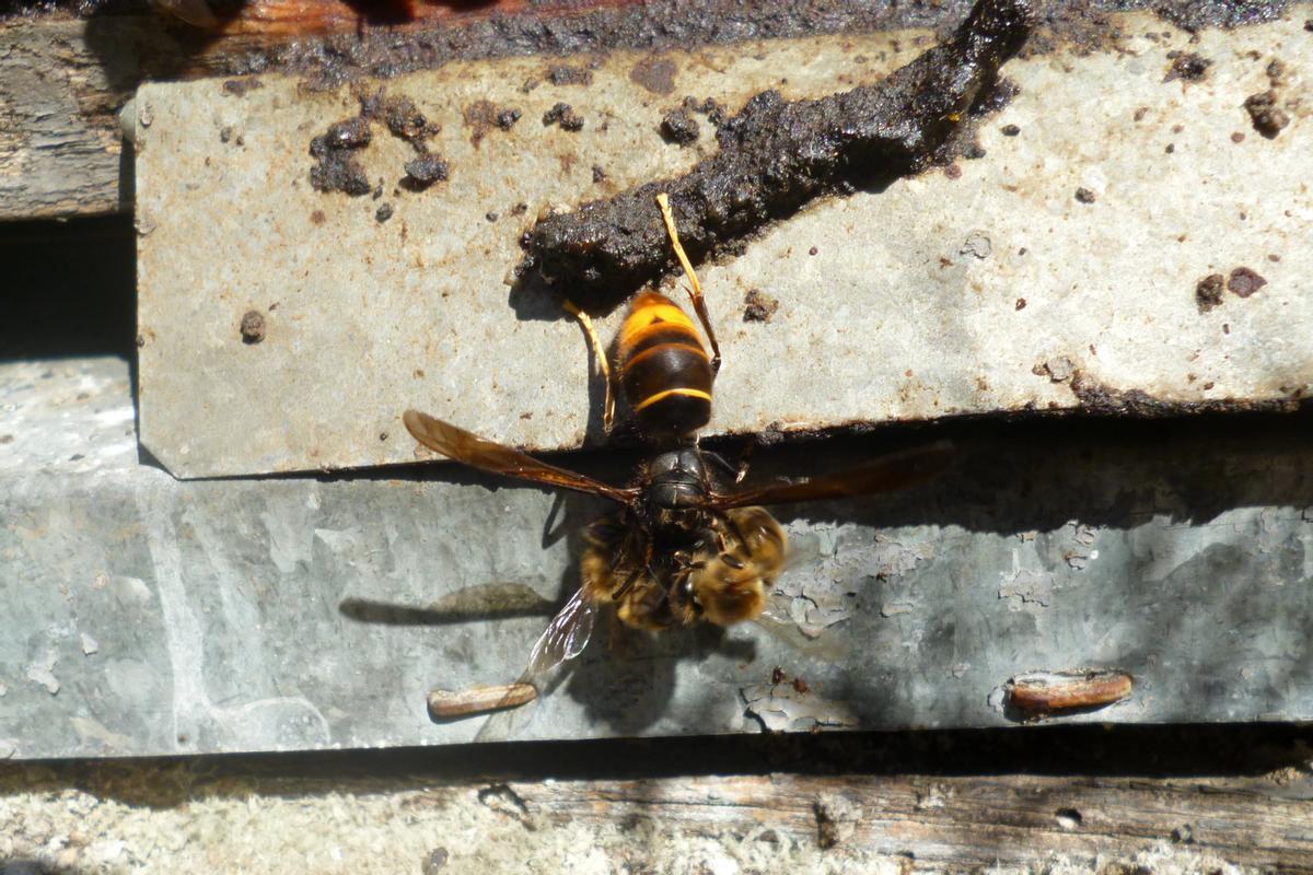 Una vespa asiàtica atacant una abella d'una arna
