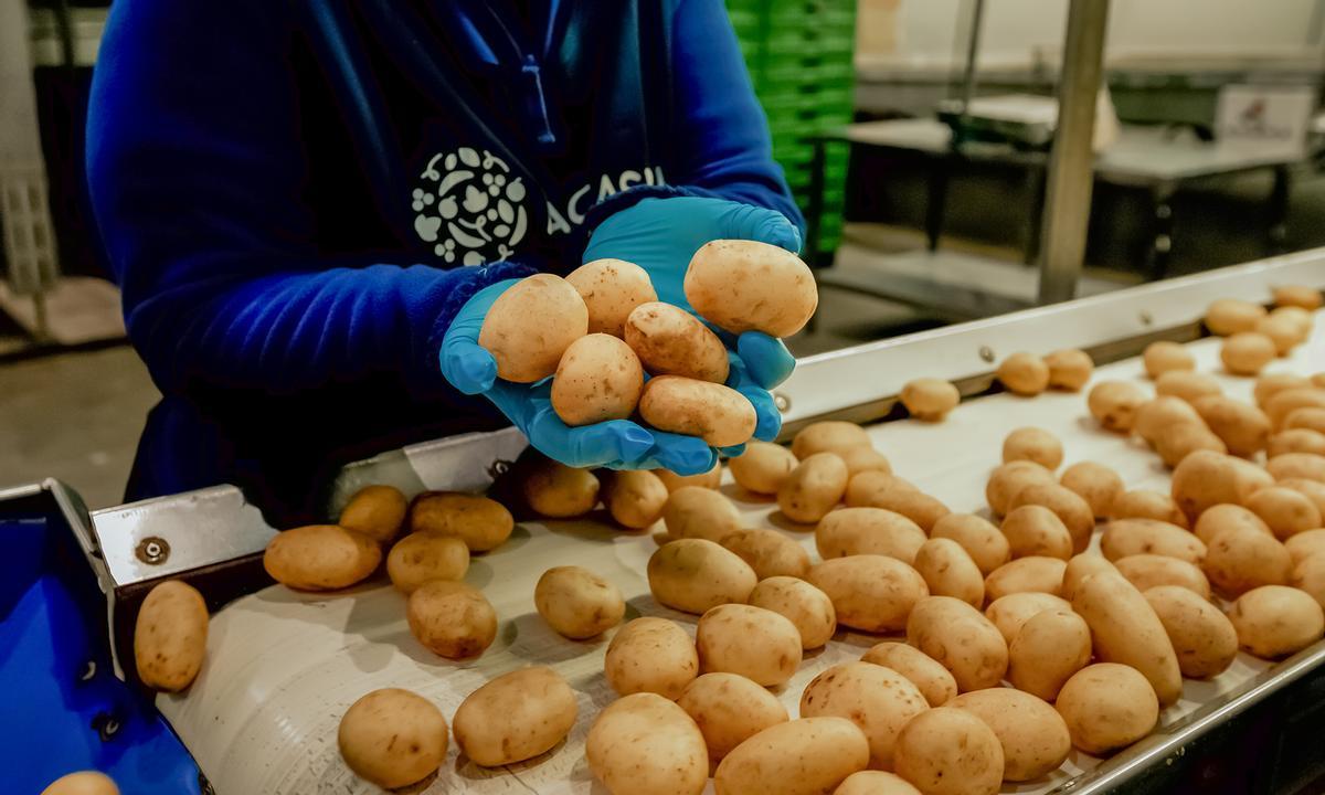 Papa Canaria del proveedor Cadimisa en Mercadona.