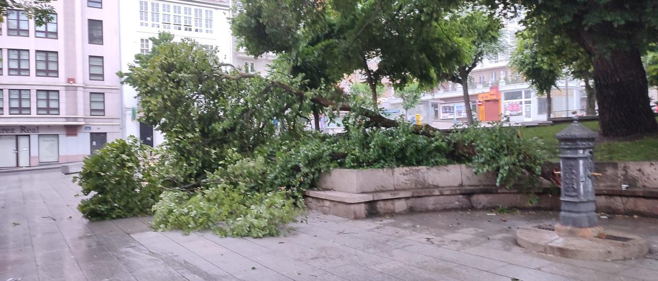 Una rama de enormes dimensiones cae a la vía pública en el Campo da Leña