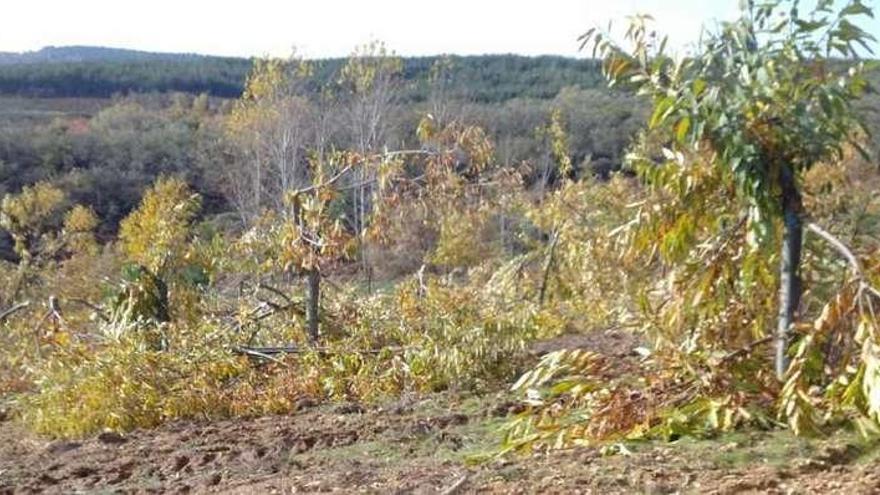 Los daños de la nieve en los castaños de Ourense reducirán la cosecha de 2017 hasta un 50%