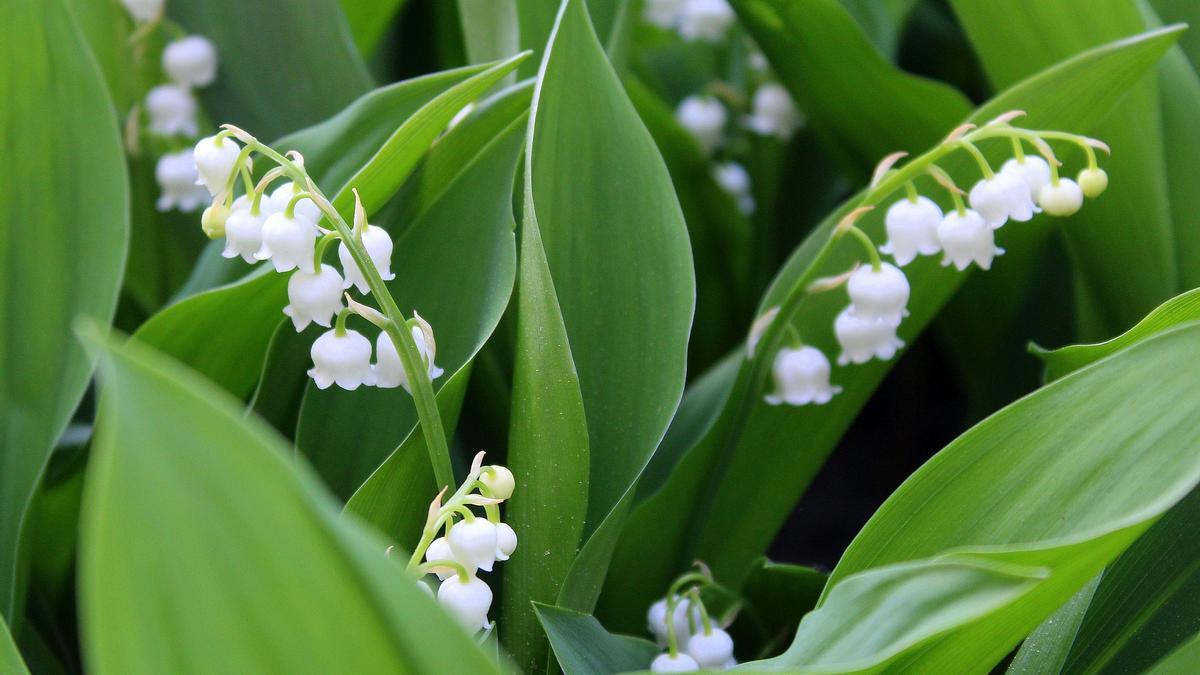 LIRIO DEL VALLE | Las flores blancas en forma de campanilla que perfumarán  toda tu casa de forma natural