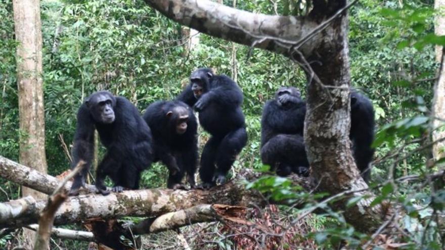 Los chimpancés dan la vida por sus hermanos