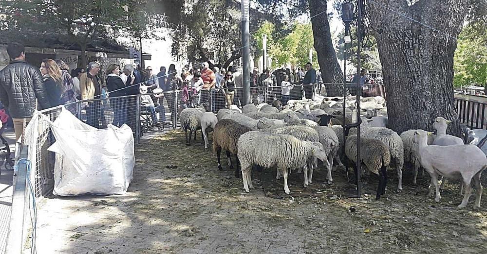 Los animales polarizan la feria de Sineu